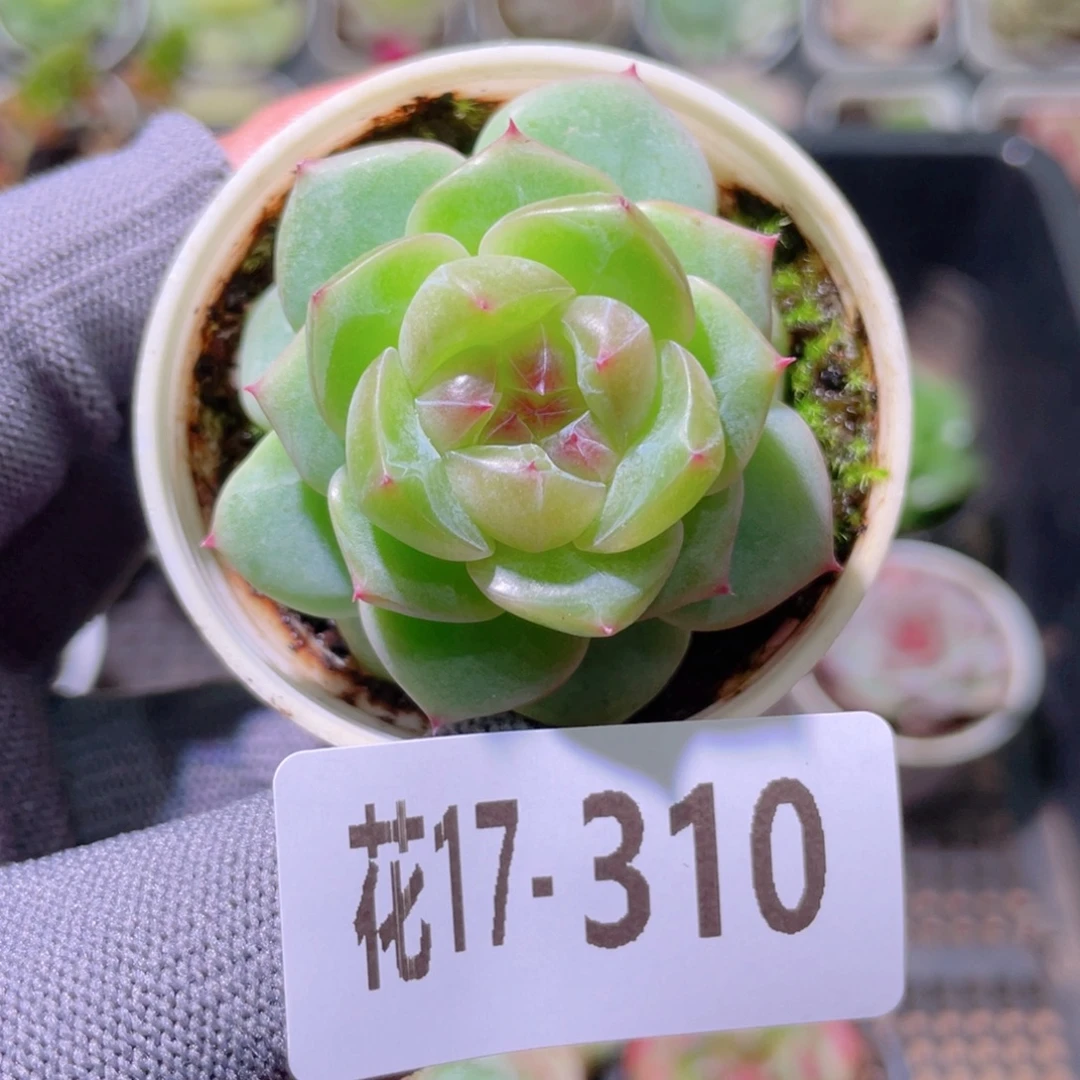 花利美17-310新品珍妮