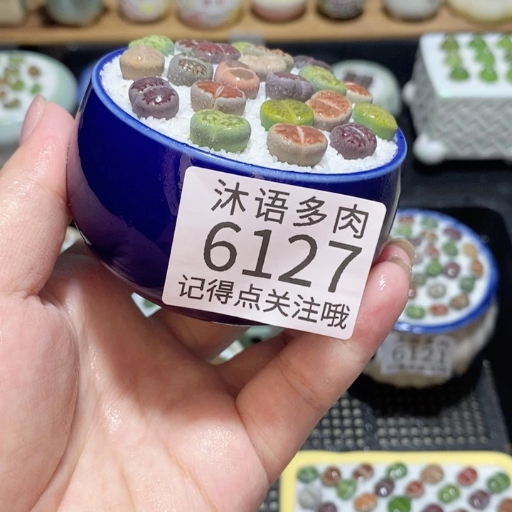 带盆土发货 精美盆栽6127