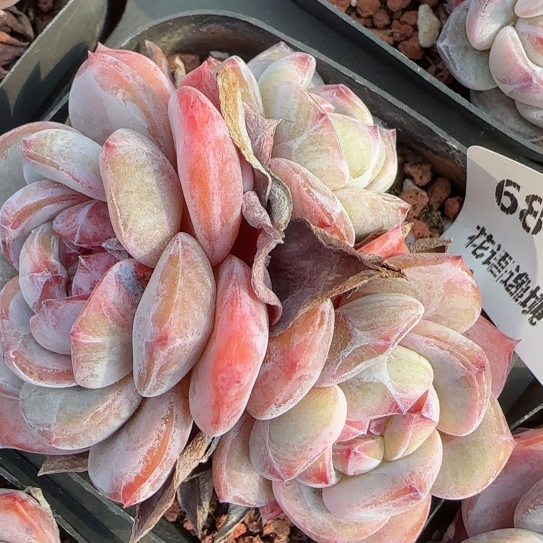 花语逸镜0213-687