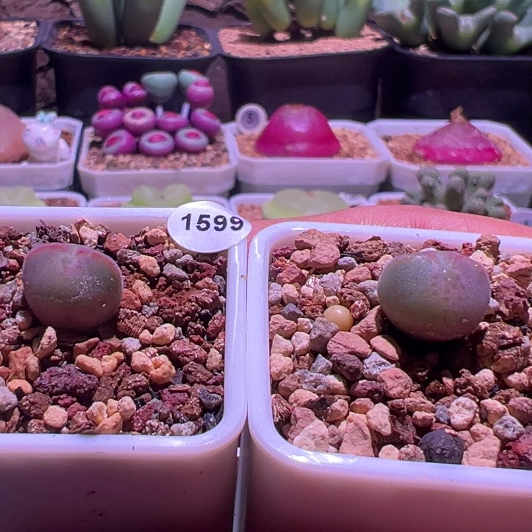 小***窝1599，1596，蛙哥大眼空蝉，2年苗