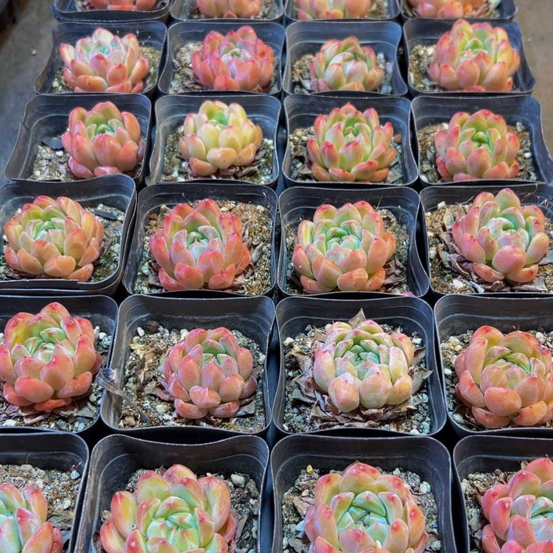 804多肉葡萄的价格是多少啊