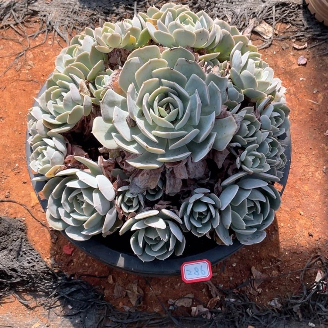 286卢氏 一物一拍多肉