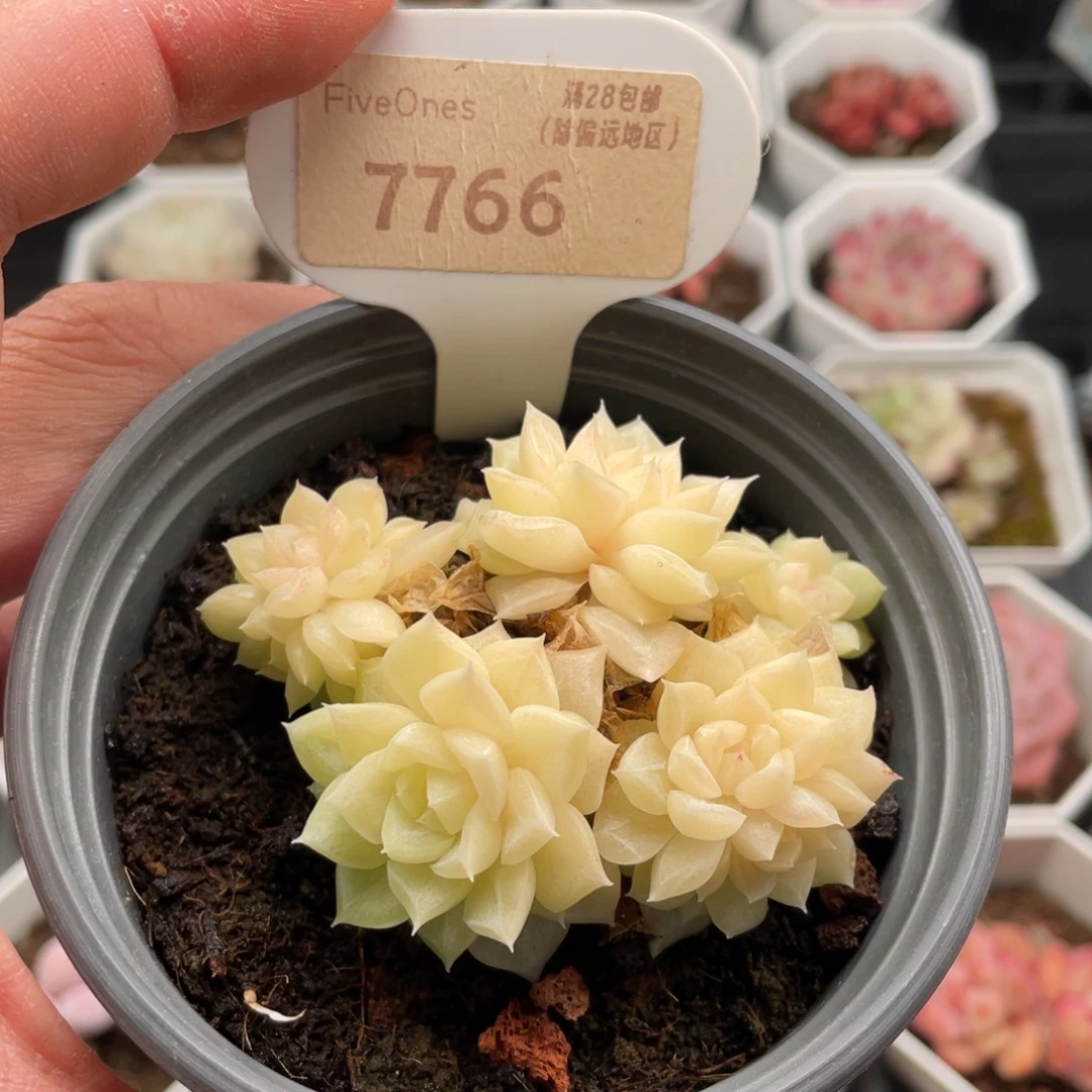 白天鹅7766-6.5厘米