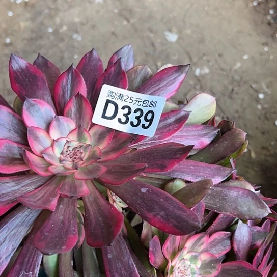 墨*微多肉植物一个