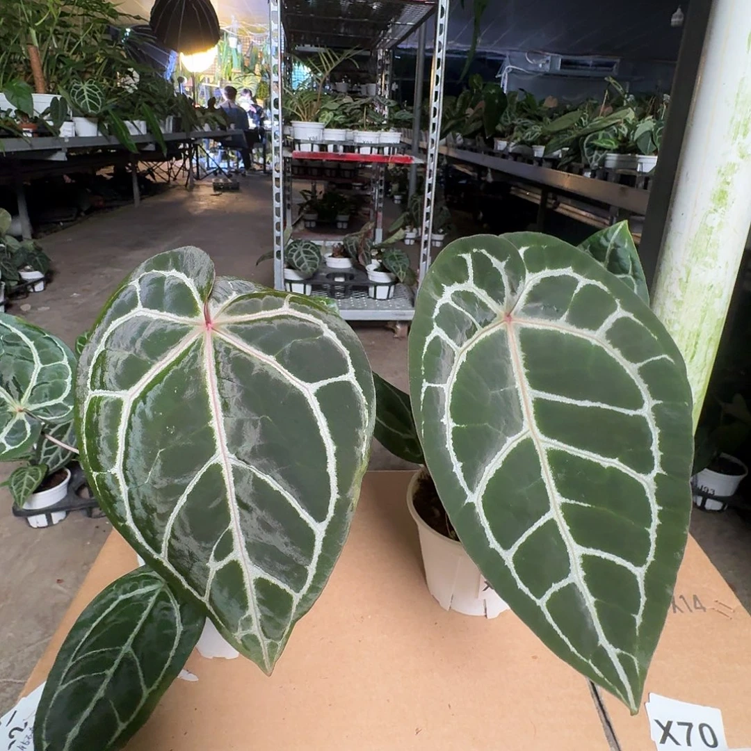 就****完全开放Ｘ105X106红水晶杂铜锣烧
