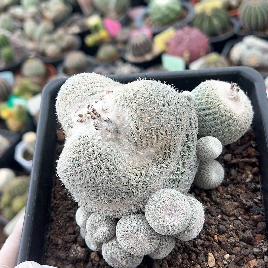 去咯默默地得得得