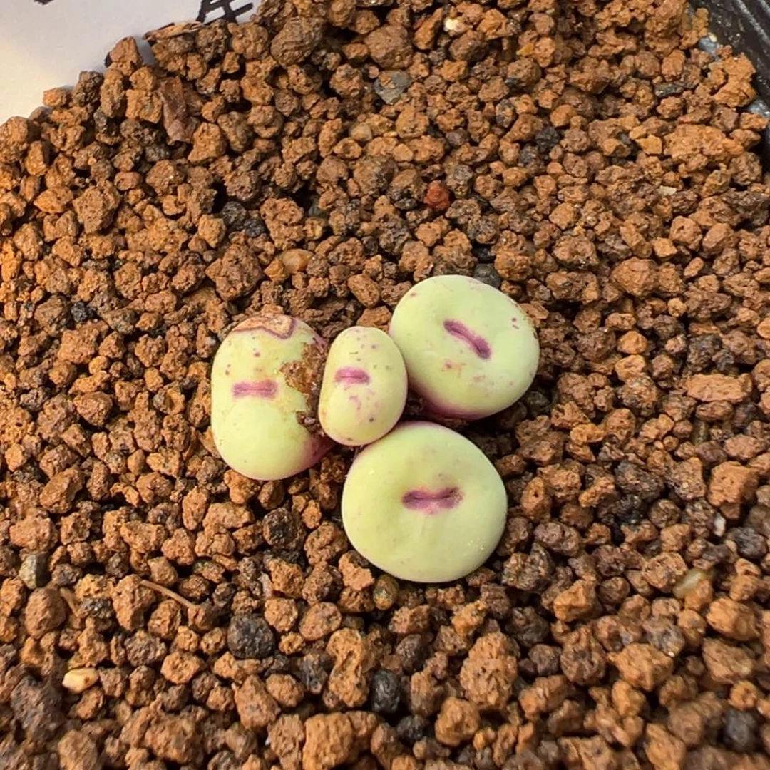 15-05小红嘴多肉植物，