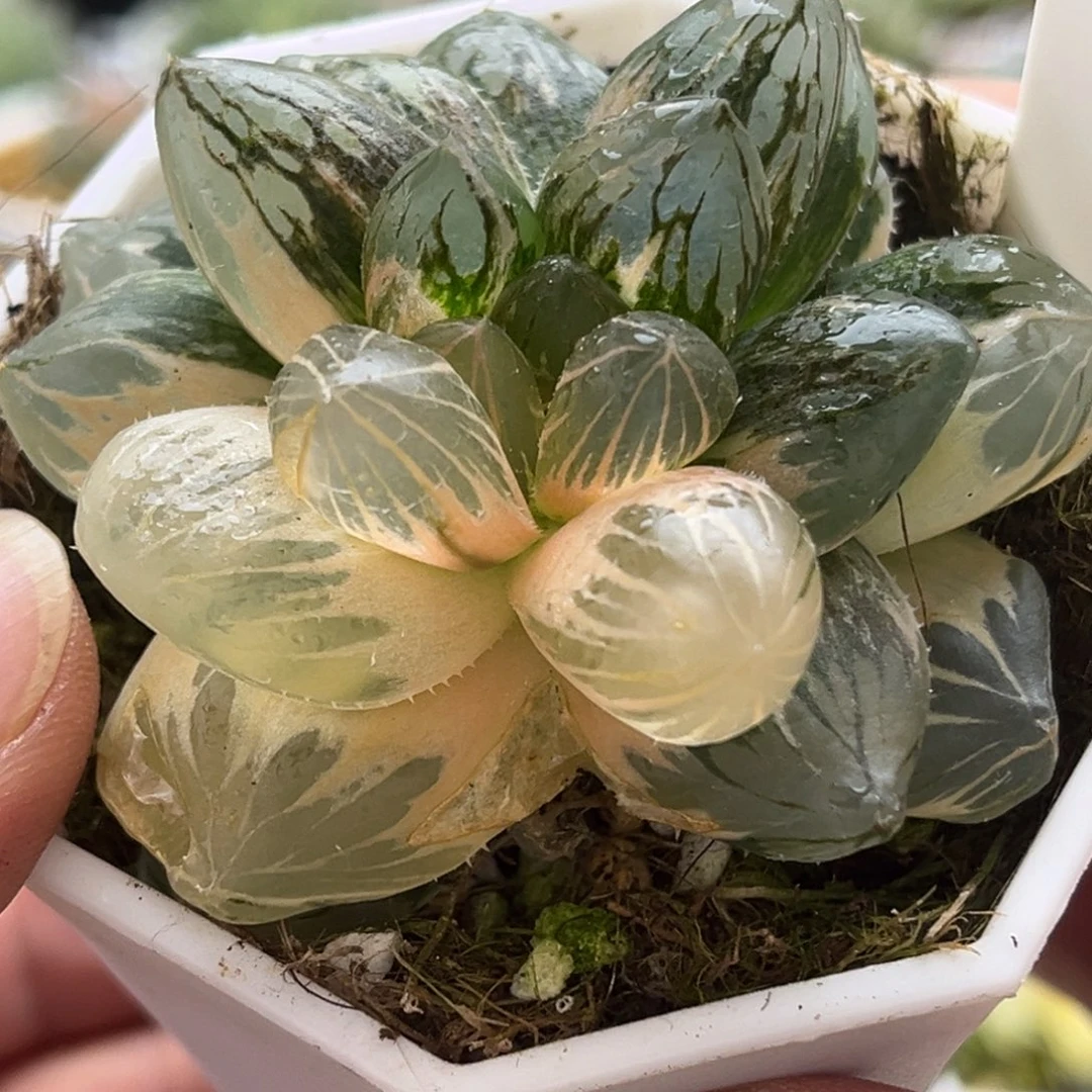 480紫王发发发发发发