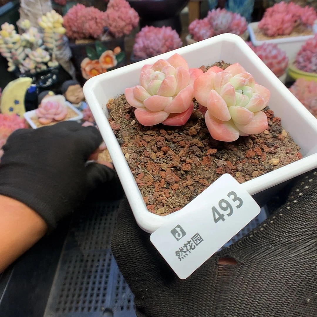 493冰玉多肉植物333