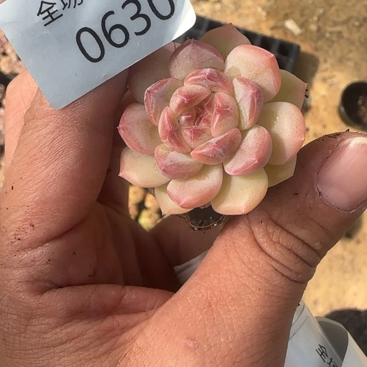 优选新品630号兔子不知名