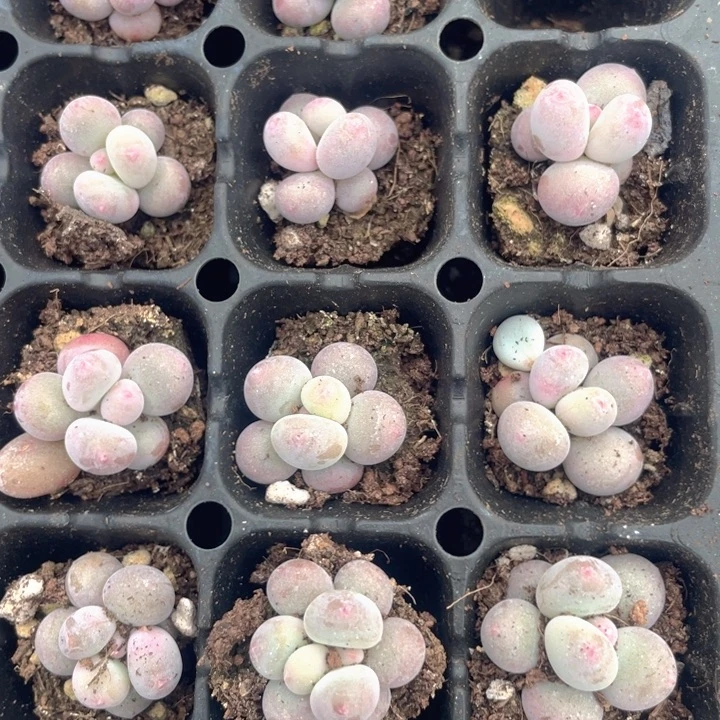彩虹奶发3颗满18包邮