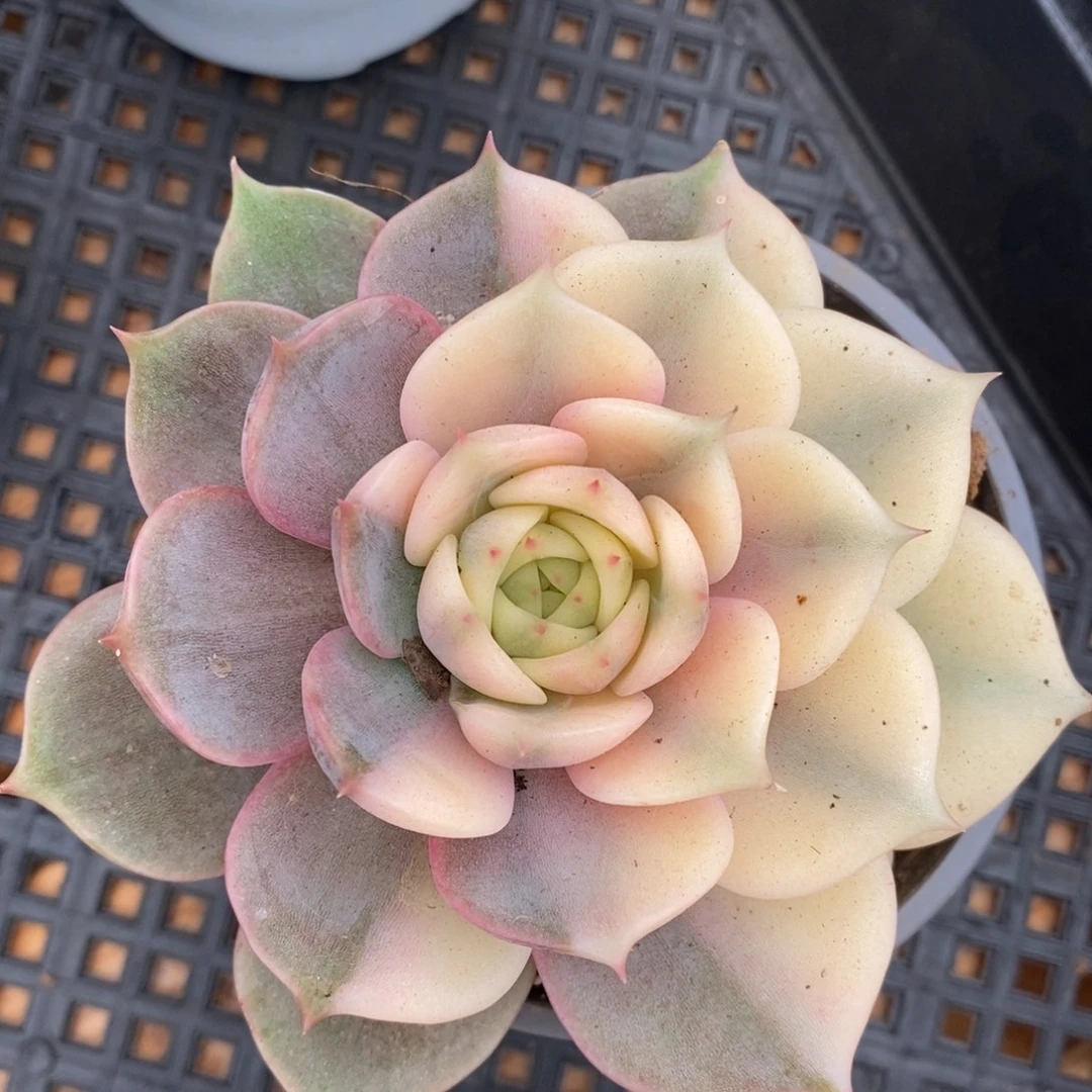 652覆轮锦贝加尔湖