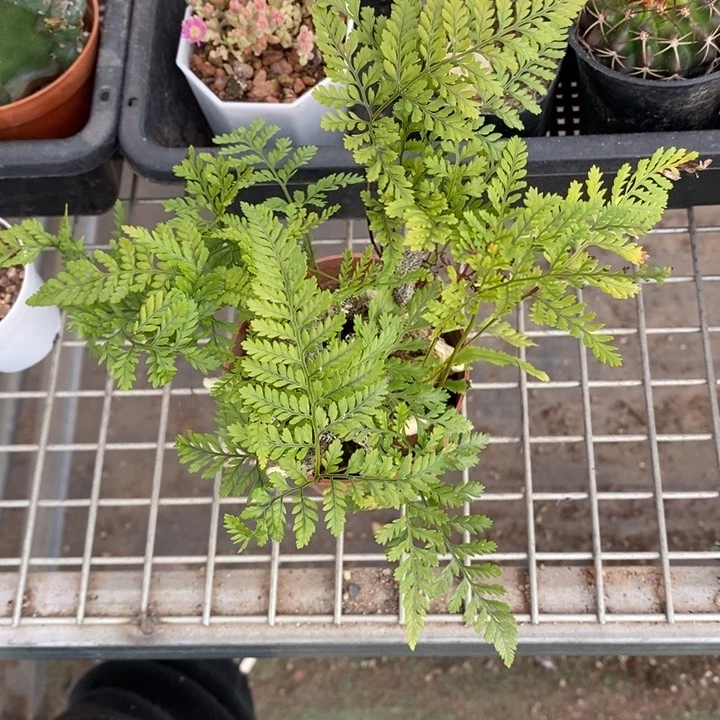 苍***陈伯克利和格蕾纳等著名音乐