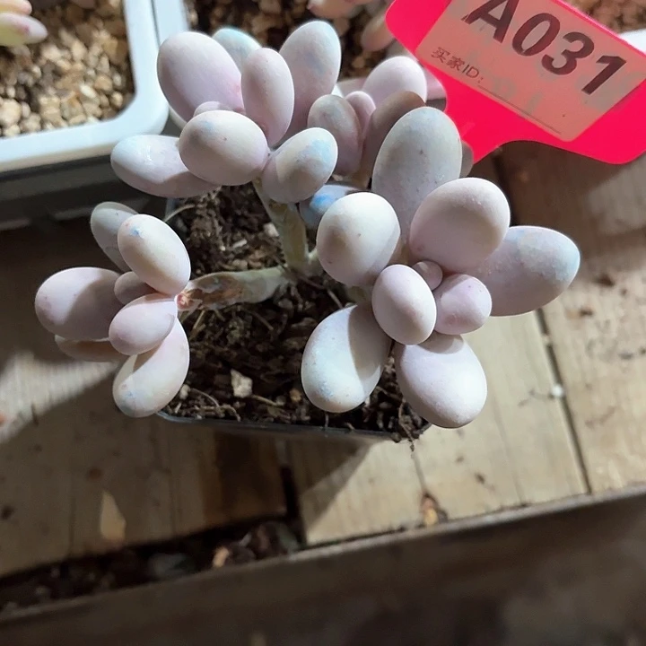 1****2x h x c b c d 031