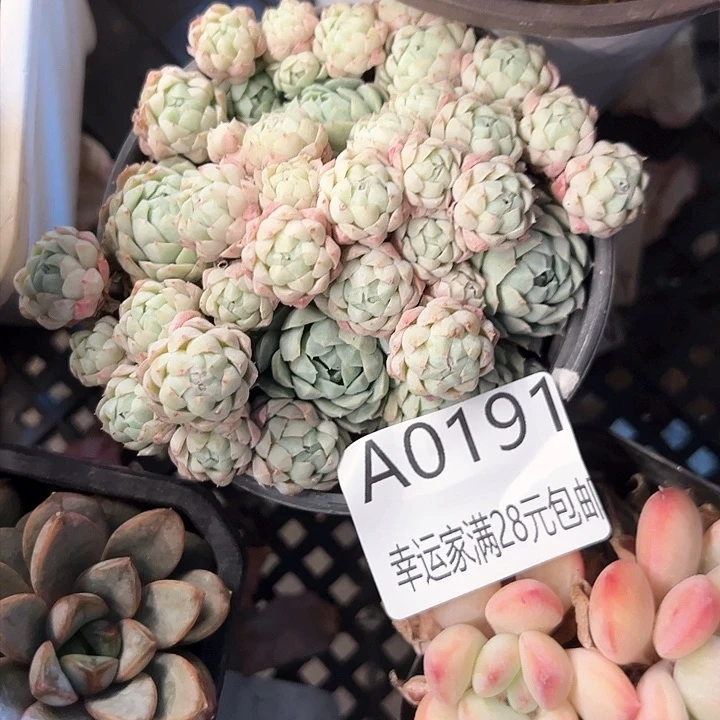 幸运的是我的朋友