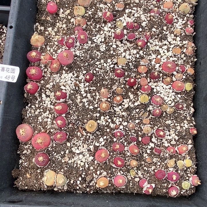 桃喜花园0221-48毛