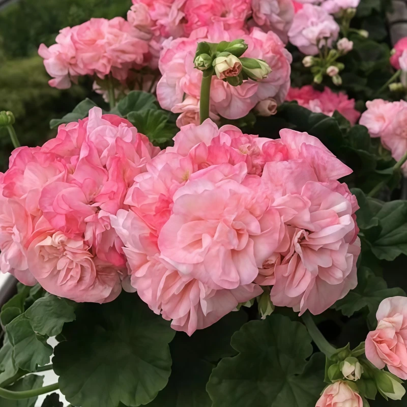 【苏菲艾玛】直立精品多分支天竺葵带花苞原盆原土发四季开爆花机器