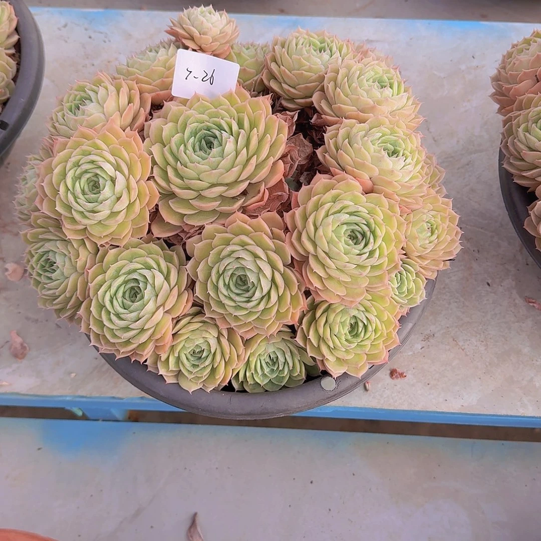 兰***质7-26安斯洛多肉植物