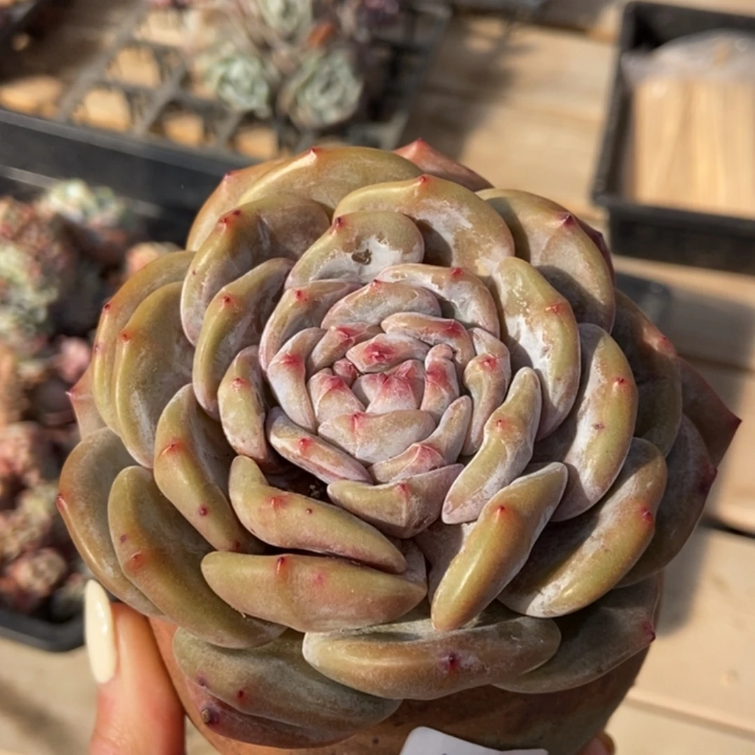 2***8特价不退不换旅游