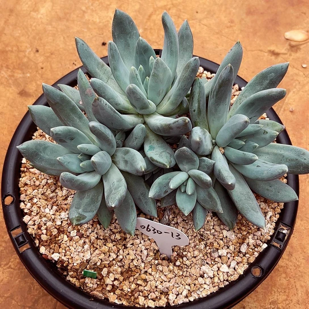 洛***洛0630-13伊丽莎白大号