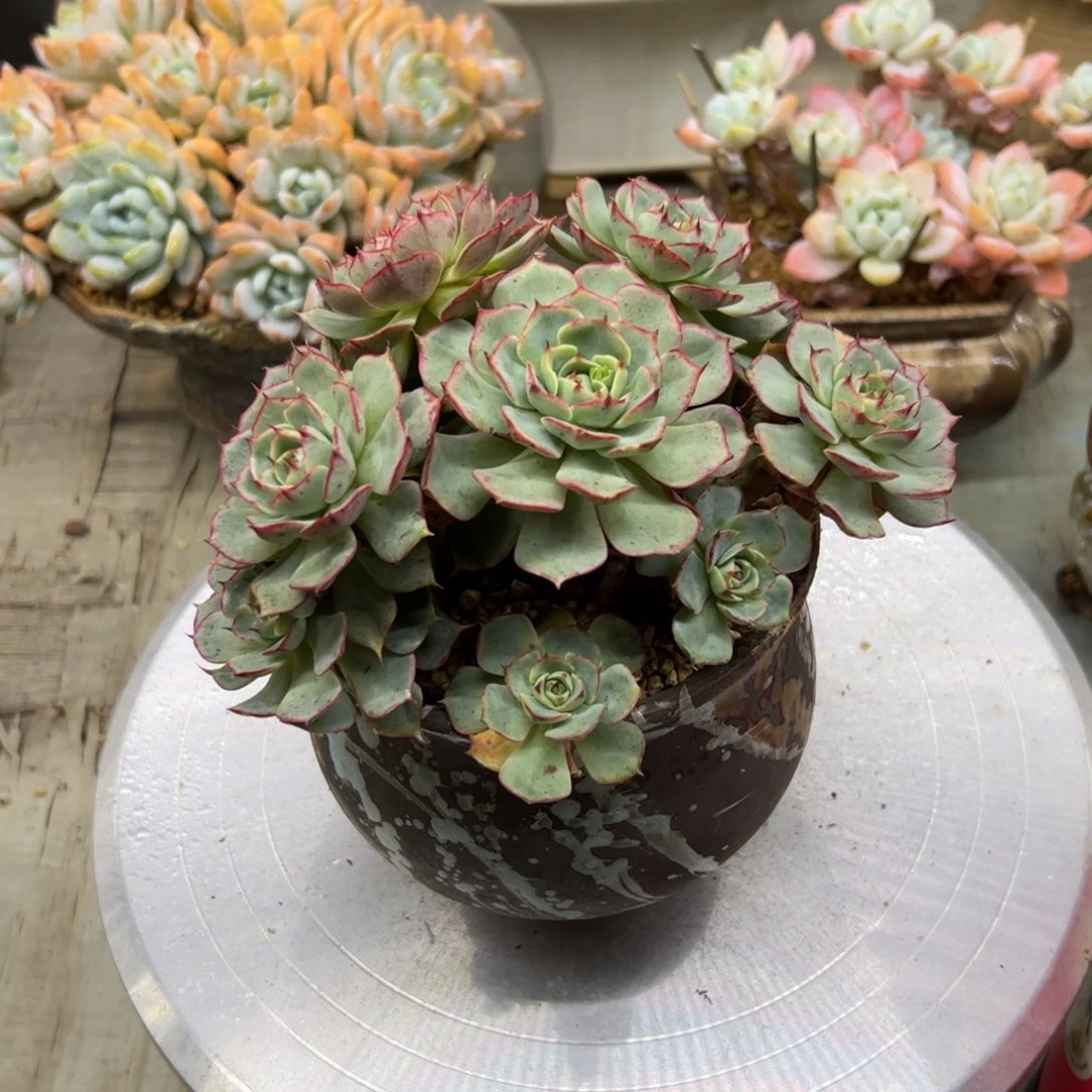 罗西码杂28 零零多肉植物