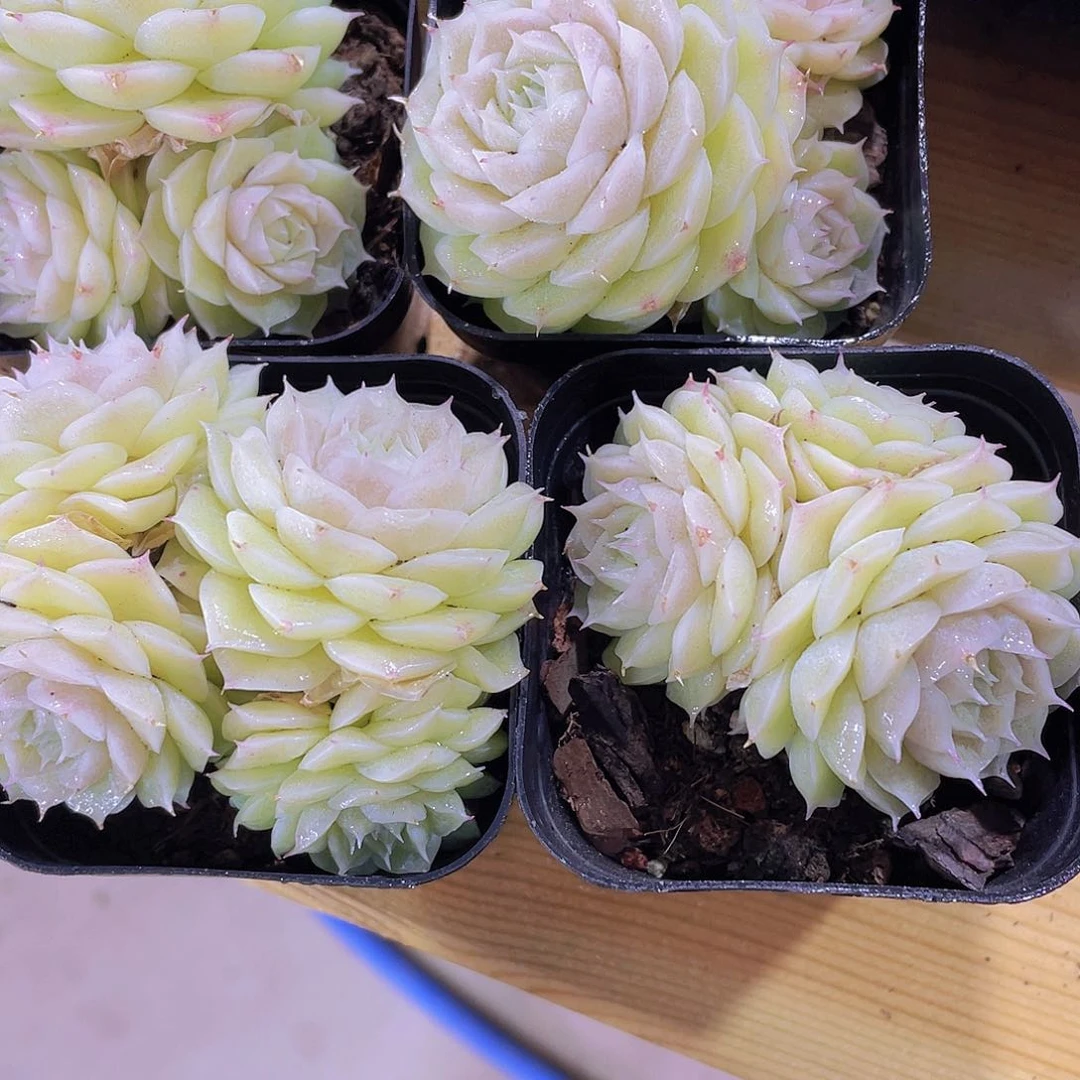 1227号 睫毛山茶花麦秆多头群一颗
