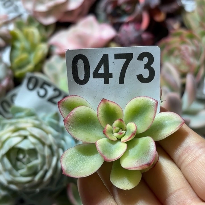 头盖锦多肉植物满18包邮当场凑单