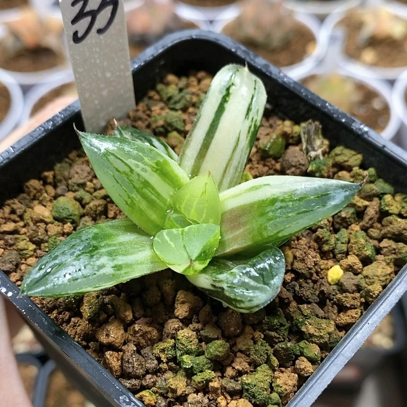 【闪购商品】33实生寿锦