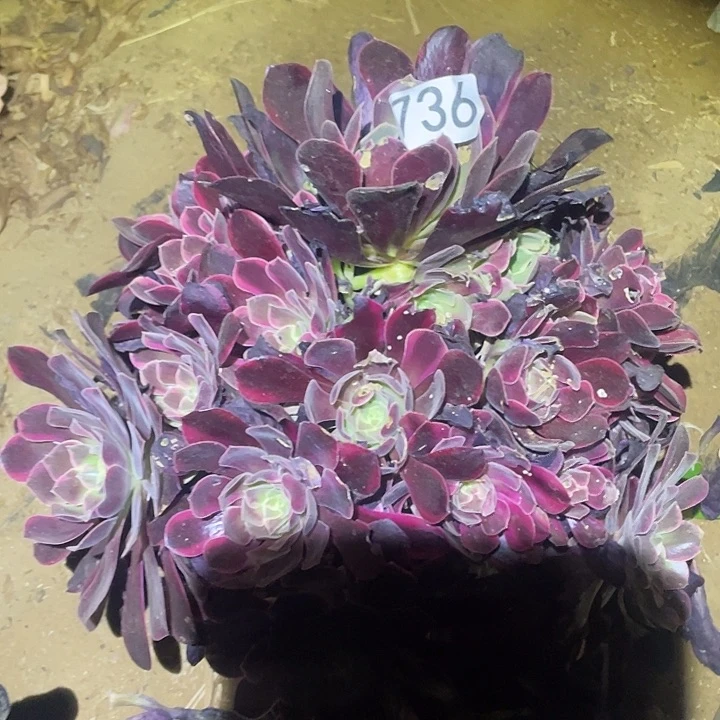 多肉植物法师736金丝确