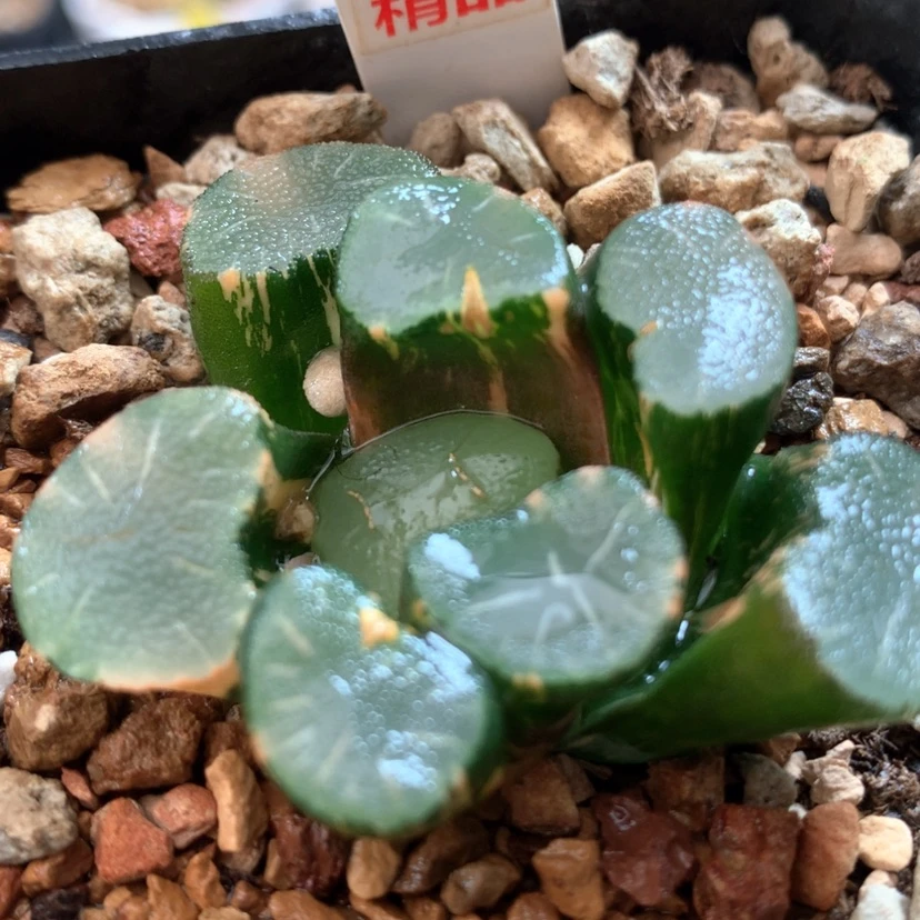 【闪购商品】249大宝