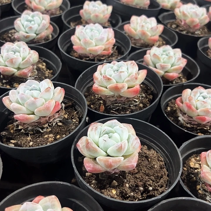 单头      奶油  冰玉