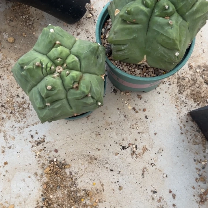 琉璃鸾凤玉龟甲仙人球