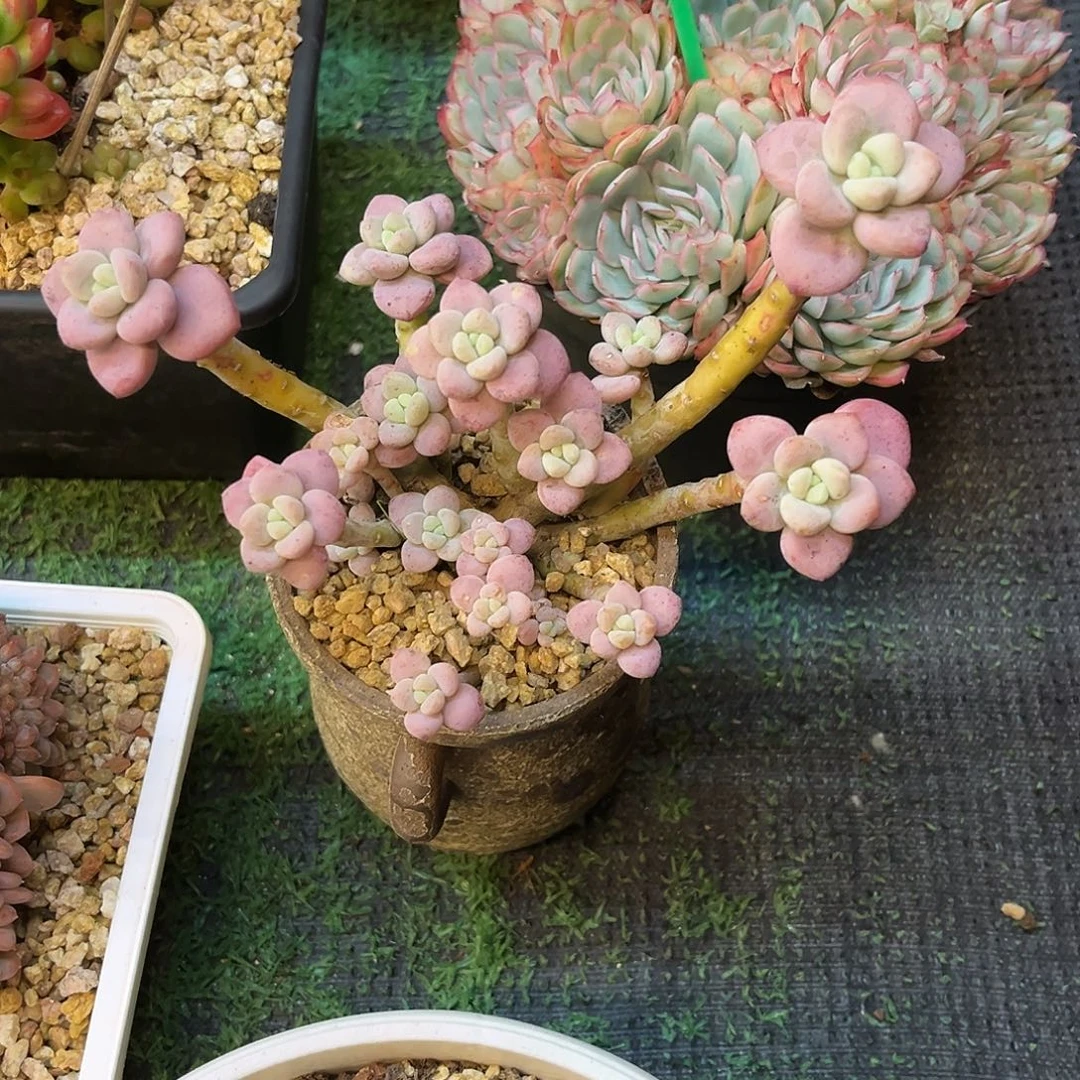 九官精品多肉小桃红