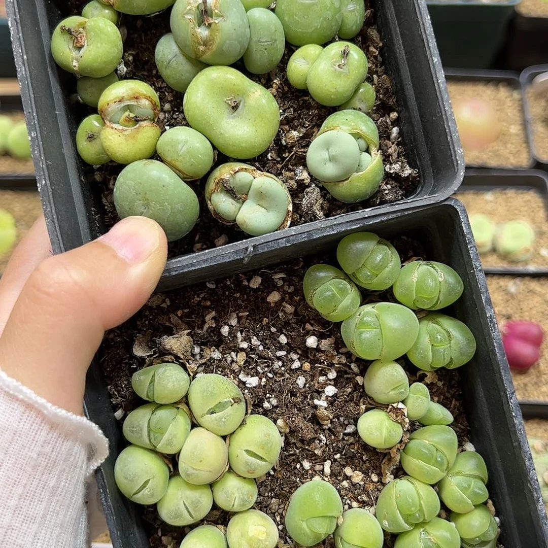 【闪购商品】330 开播福利