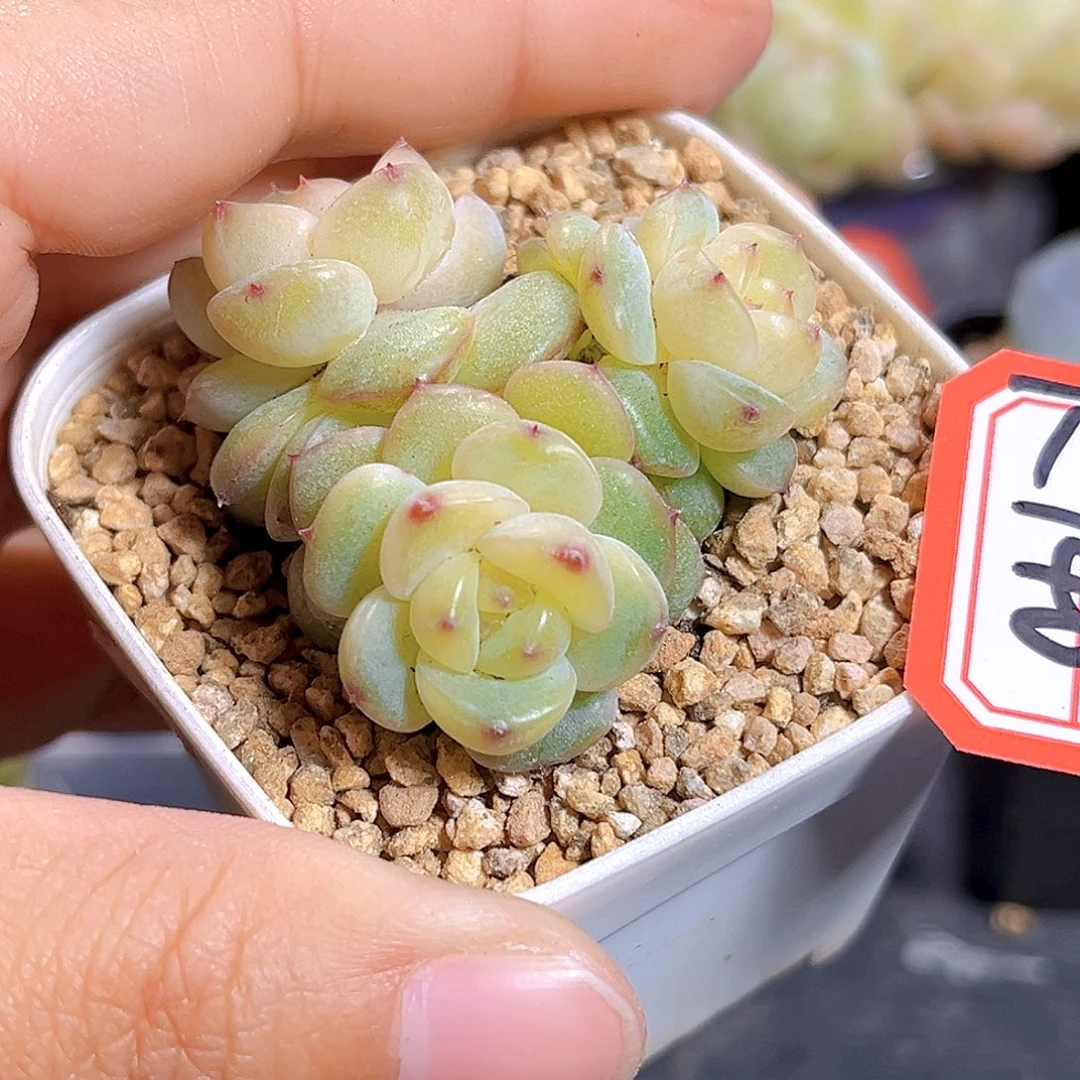 K740  豆蔻 满18包邮