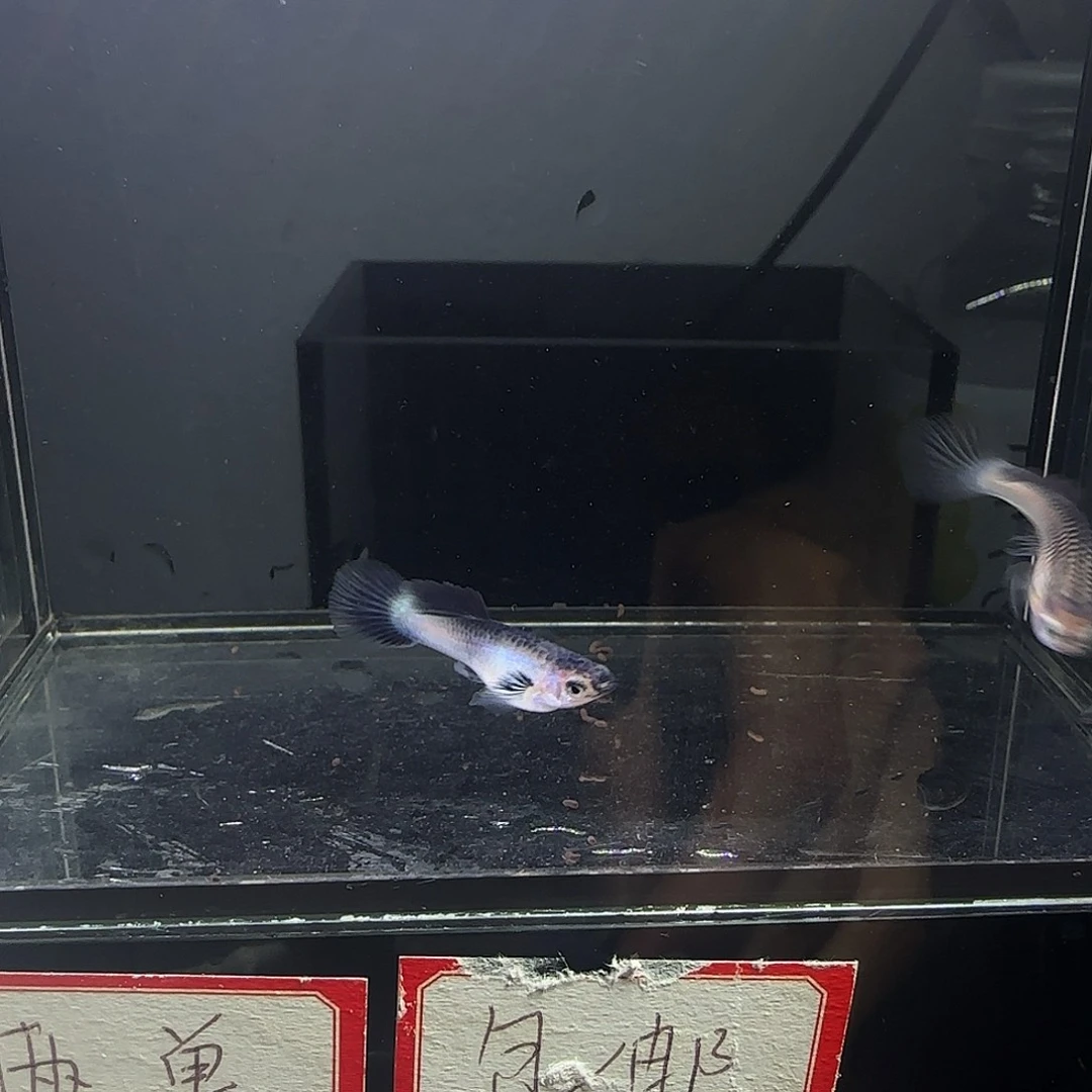孔雀鱼大耳熊猫一对