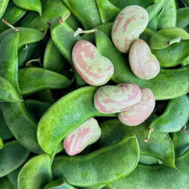 广西桂林新鲜荷包豆花豆肾豆