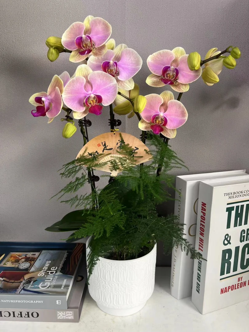 《蒙娜丽莎》蝴蝶兰艺术组盆鲜花摆设高端花卉