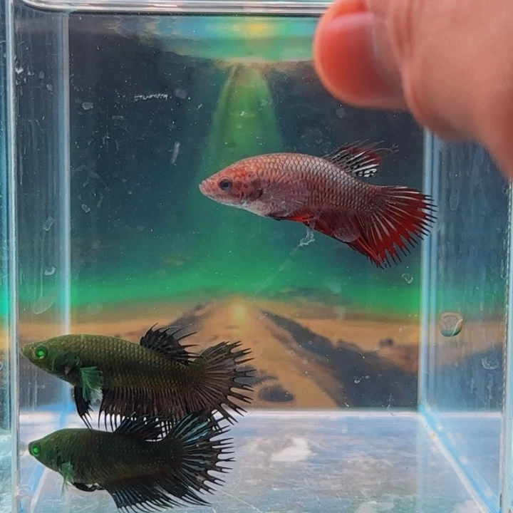 紫印母鱼就是这么一回