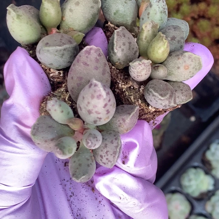 海豹6颗  包邮 多肉