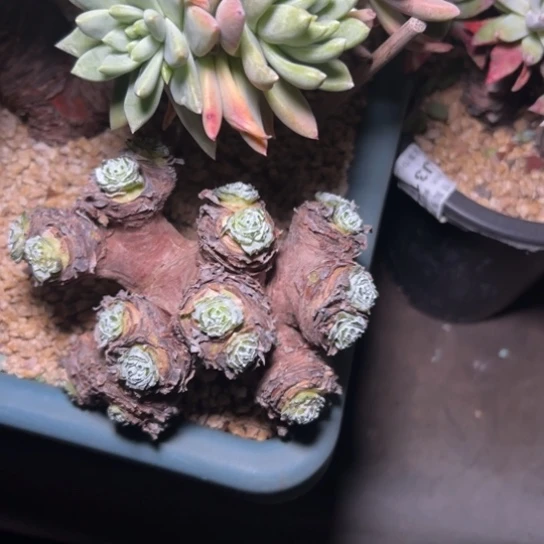 陆****?秃头盲盒～一物一拍7876