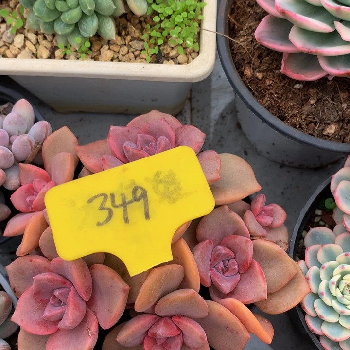 多日子合集72727373737