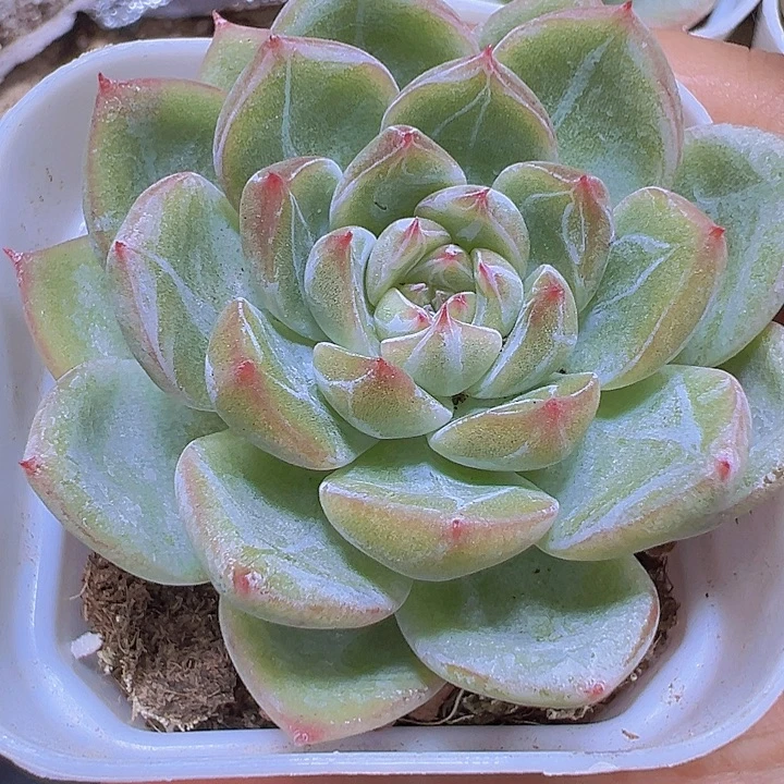 超美暗纹雪花珍妮19包邮