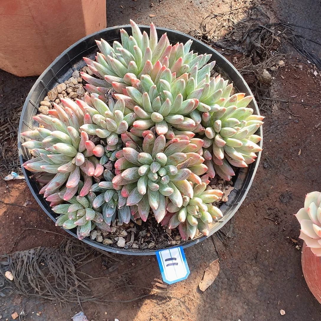 11炫彩心 一物一拍多肉