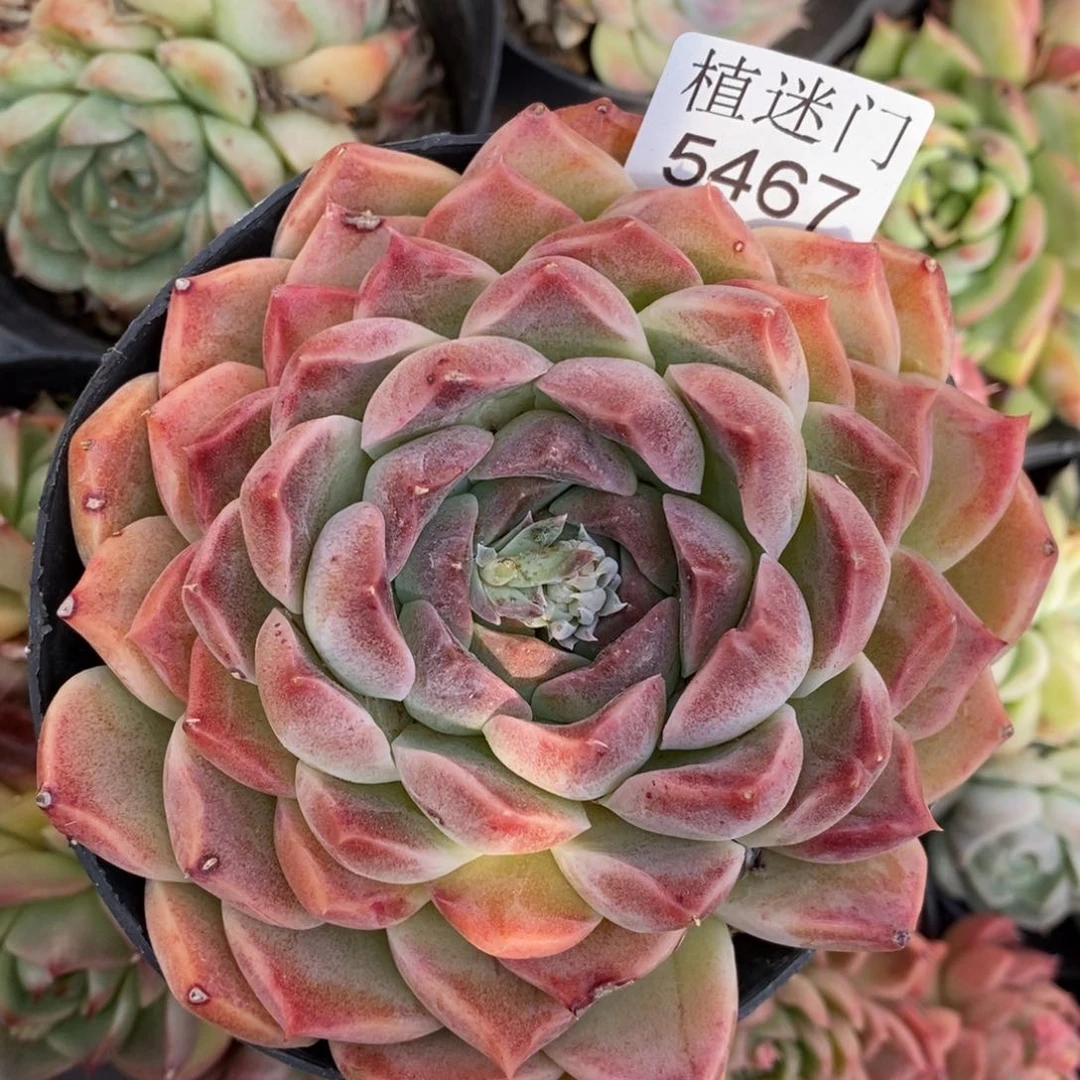 王**王花心不售后~5467~12厘米