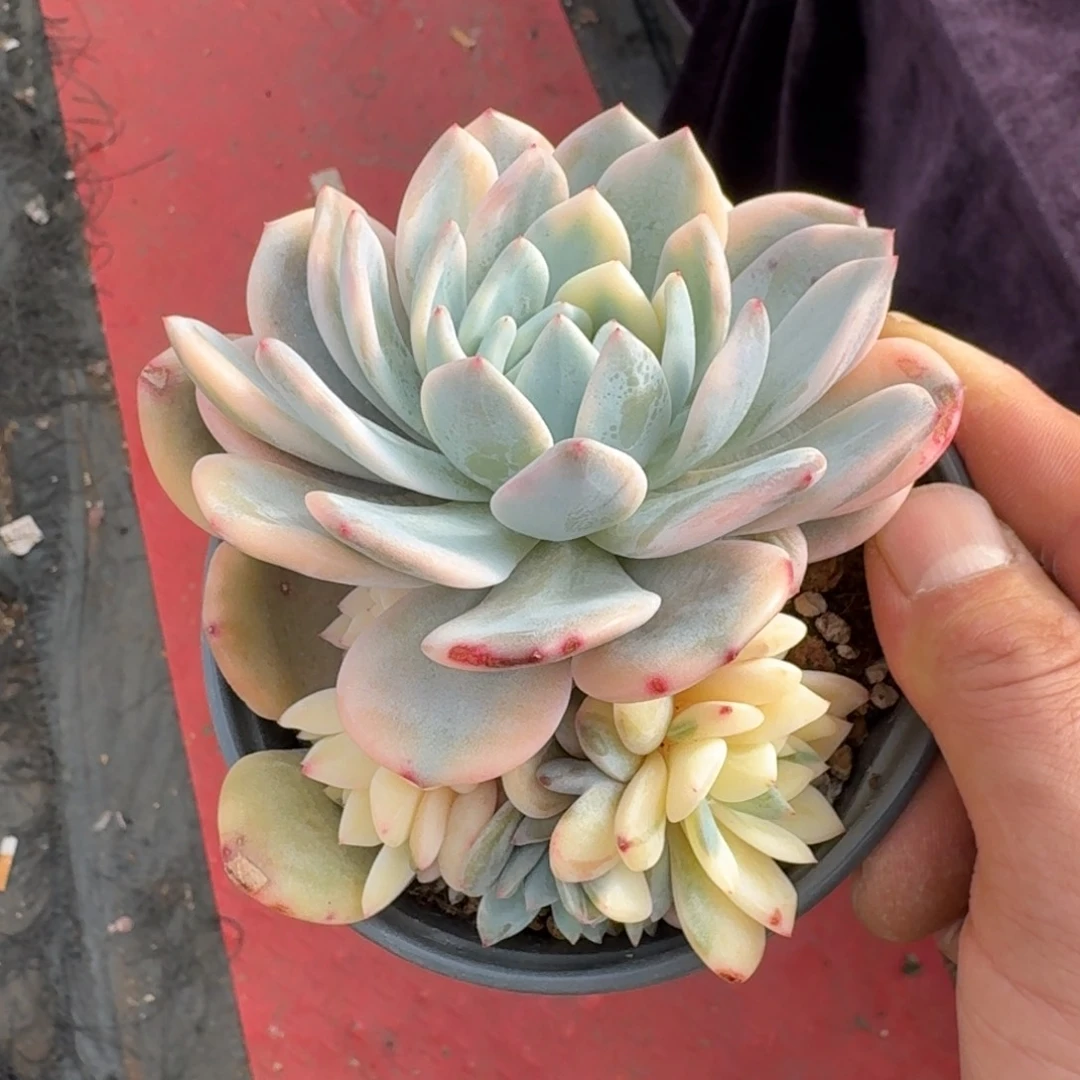 菜*花12厘米的尺寸一物一拍的