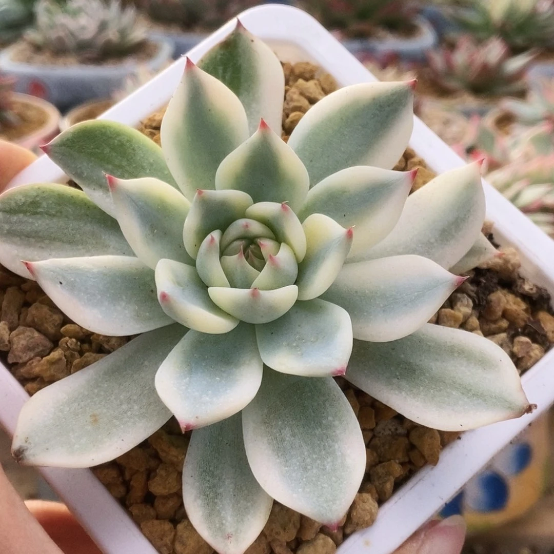 125锦锦锦锦锦哈哈哈