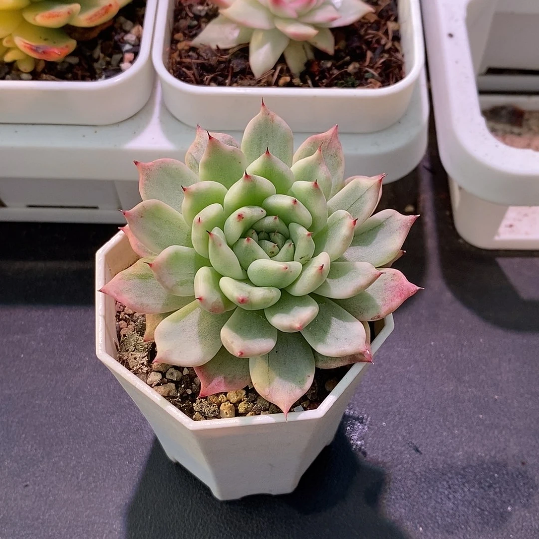 妲己锦多肉植物老桩
