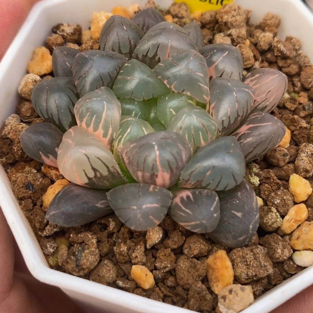 172紫罗兰玉露锦一物一拍