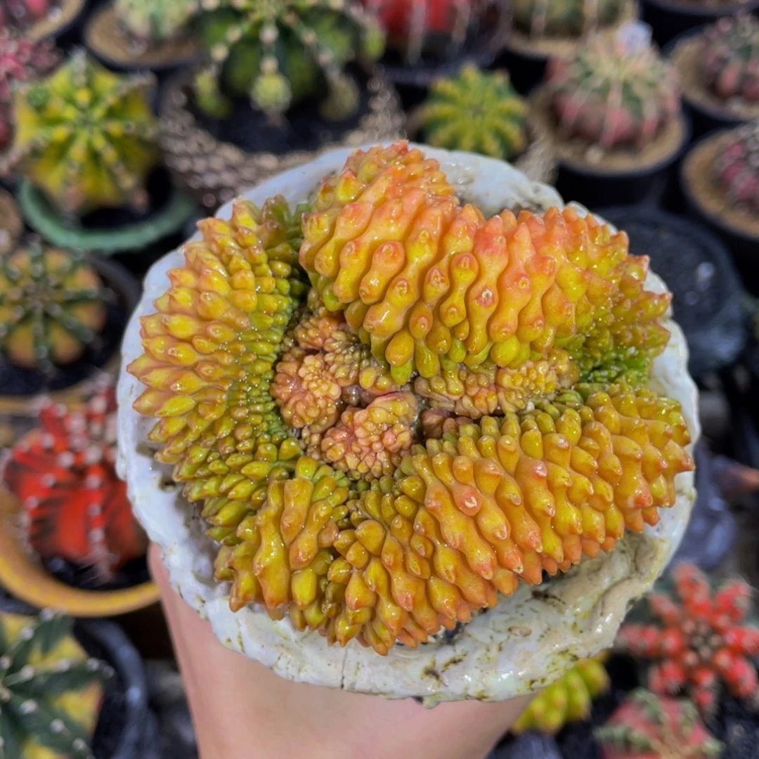 盘龙黄金貘缀00000000003